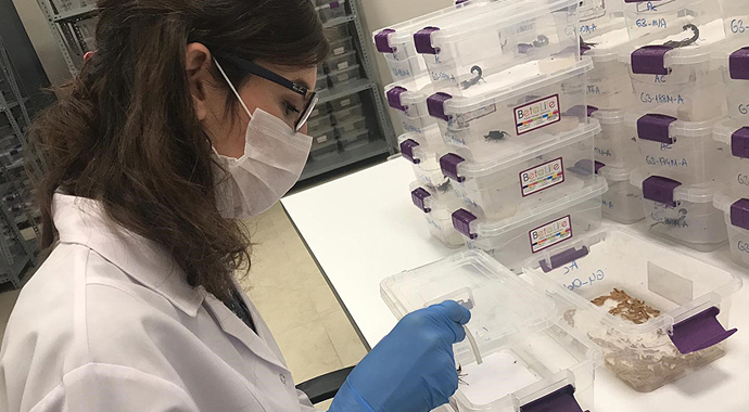 Türkiye ihracatına yeni katkı: Akrep zehri Türkiye ihracatına yeni katkı: Akrep zehri