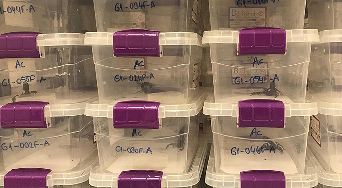 Türkiye ihracatına yeni katkı: Akrep zehri