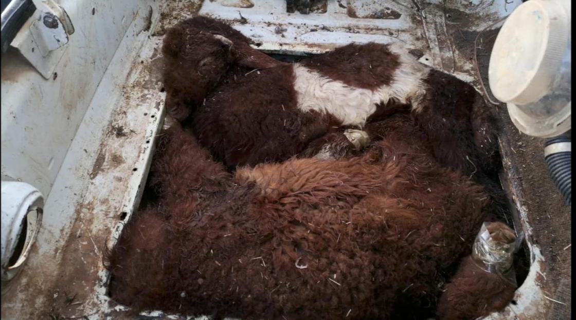 Akçakale Gümrük Kapısı'nda otomobilin motor bölümü ve bagajına gizlenmiş 4 kuzu bulundu