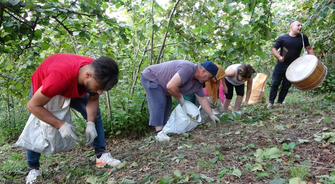 Hasadı eğlenceye dönüştürdüler: Ordu’da fındık hasadı davulla başladı Hasadı eğlenceye dönüştürdüler: Ordu’da fındık hasadı davulla başladı