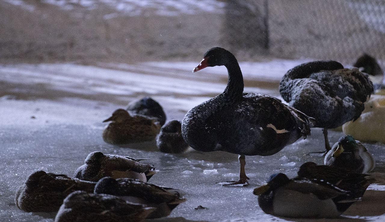 Ankara'da sıcaklık eksi 5'e düştü: Kuğulu Park buz tuttu