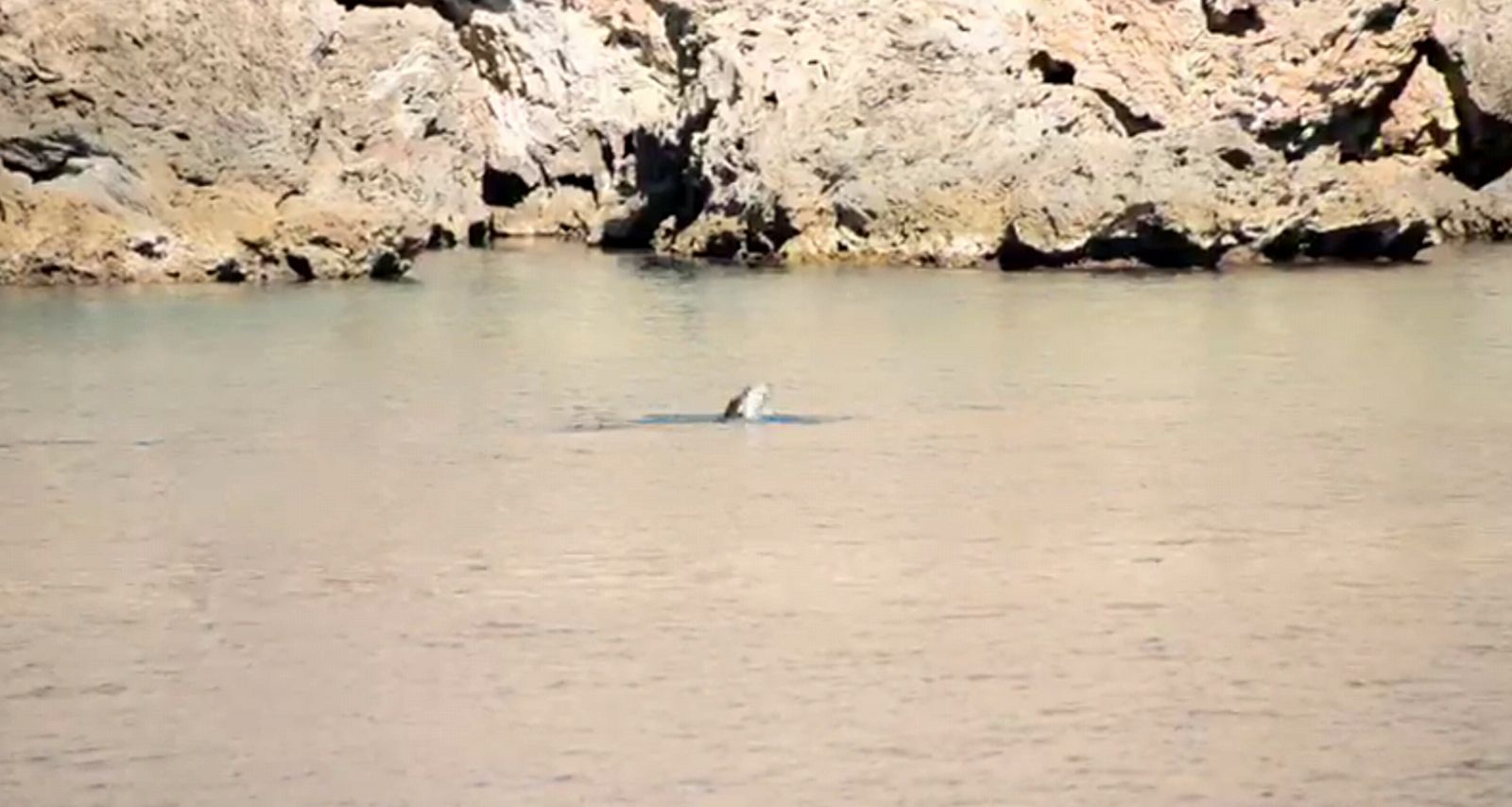 Yer: Antalya.. Beslenirken görüntülendi