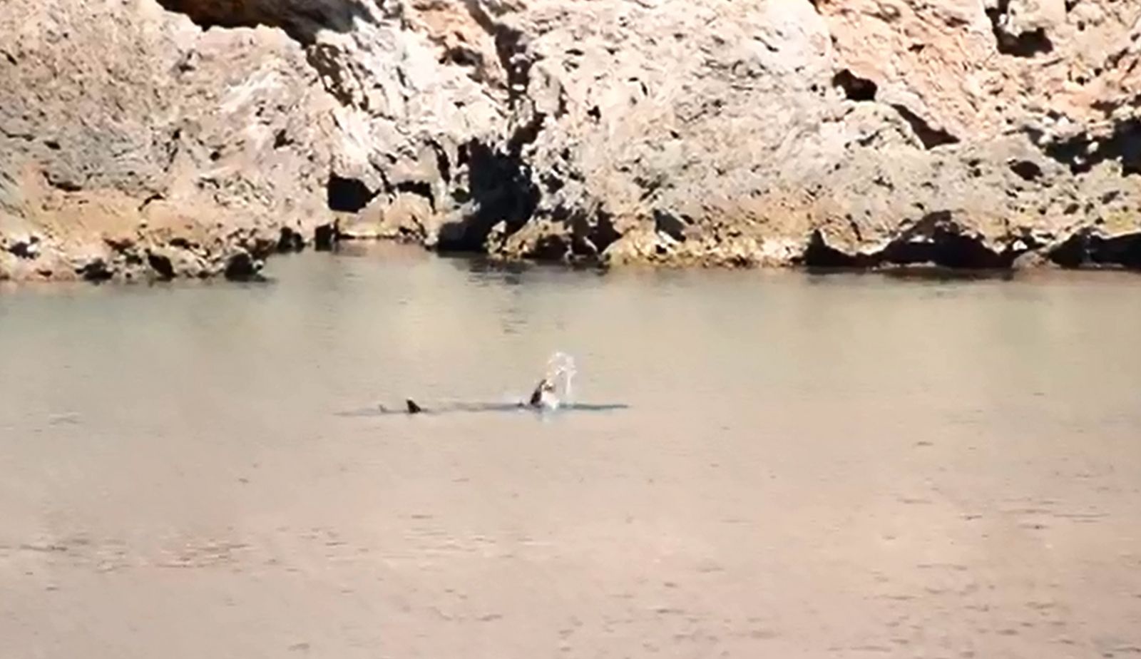 Yer: Antalya.. Beslenirken görüntülendi