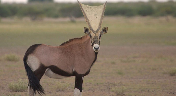 Örümcekler antilobun boynuzlarına ağ yaptı Örümcekler antilobun boynuzlarına ağ yaptı