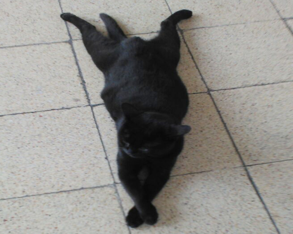 Sirkeci Garı’nda patilerini üst üste atarak uzanan kediye yoğun ilgi