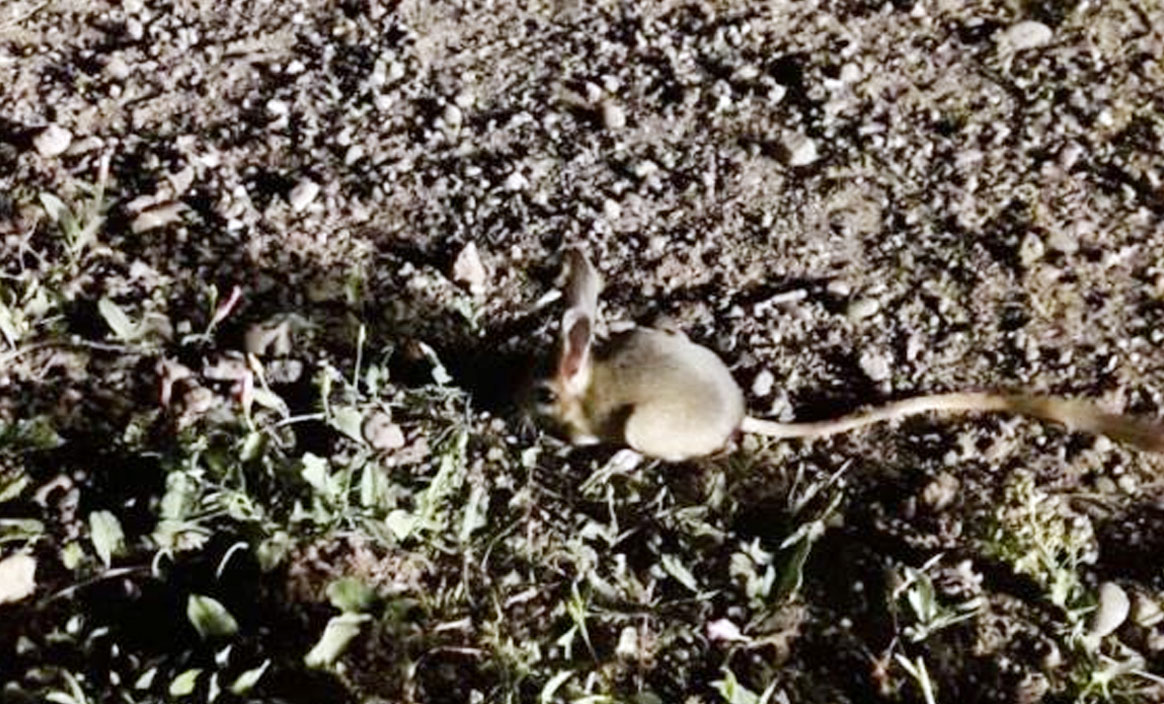 Ömrü boyunca su içmiyor, Sivas'ta görüntülendi