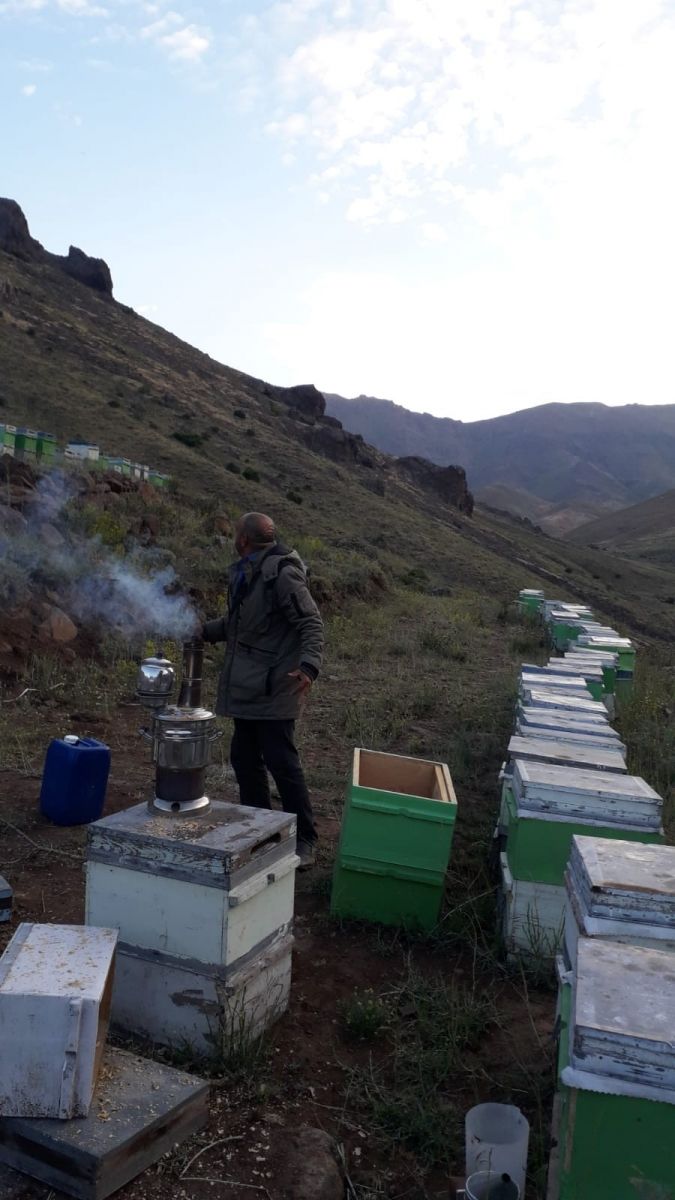 Arı kovanlarına ayı saldırısı! Dolu kovanlara büyük zarar verdi