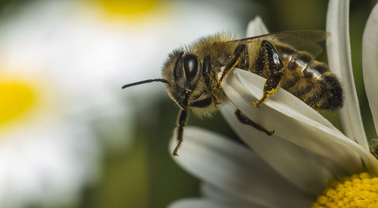 Erkekler iki kat daha fazla risk altında: Arı sokması ölümcül olabilir