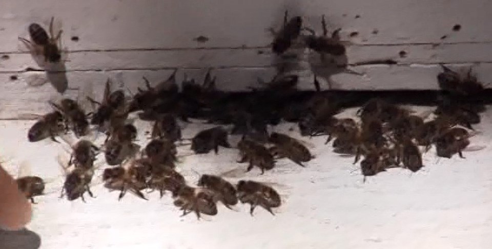 Kilosu 20 bin liraya süt