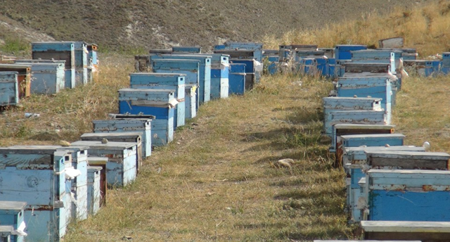 Karslı arıcıları iklim değişikliği vurdu; Verim düşük