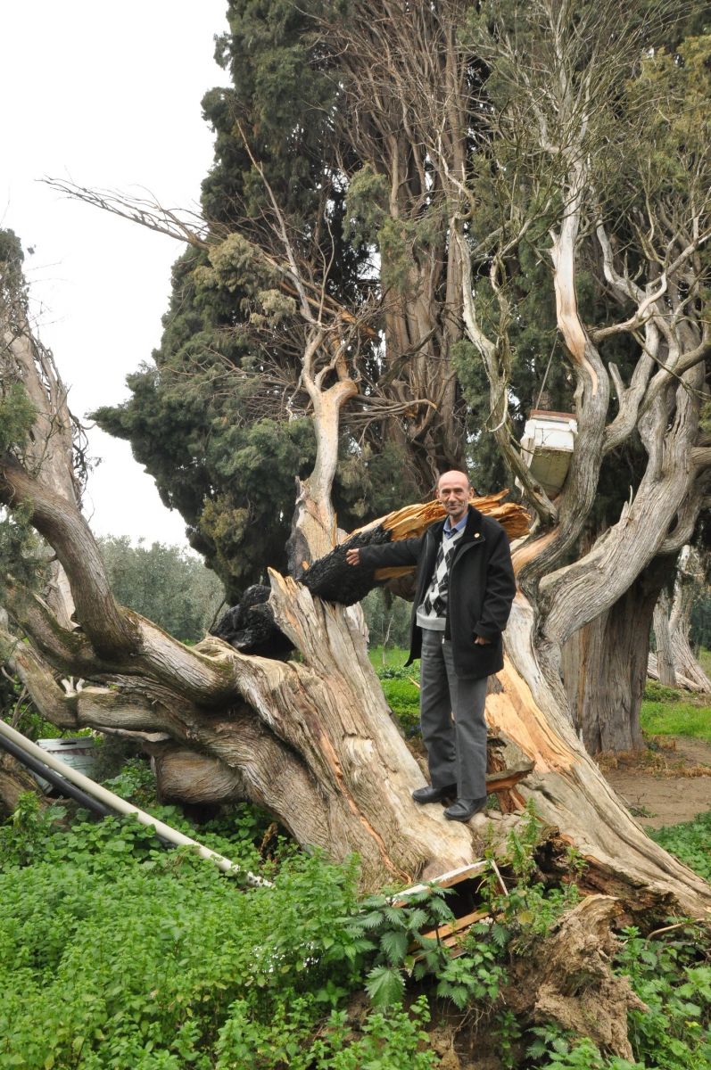 Arıları kovmak için 700 yıllık ağaçları yakıp, kestiler