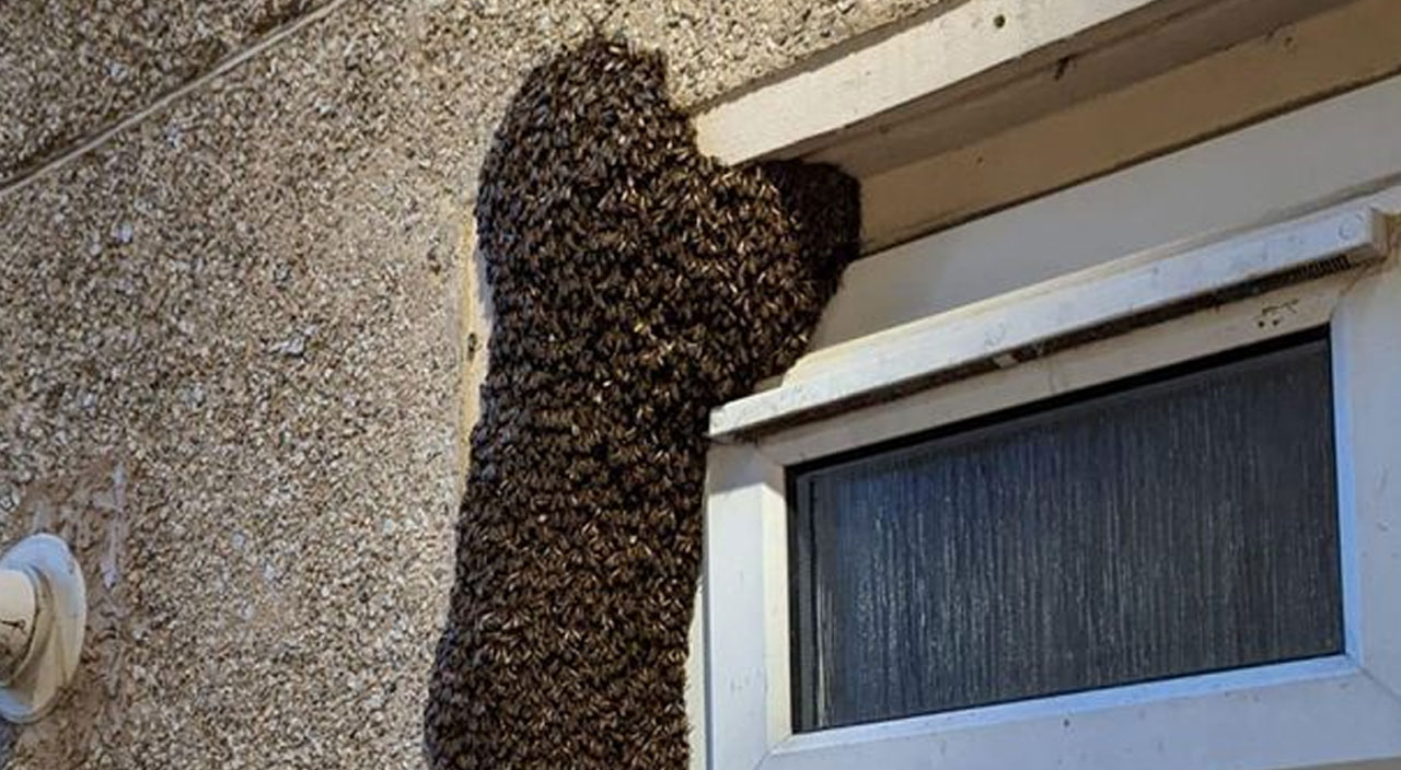 Vahşi arılar sarmaşık gibi evlerini sardı, aileye adeta kabusu yaşattı Vahşi arılar sarmaşık gibi evlerini sardı, aileye adeta kabusu yaşattı