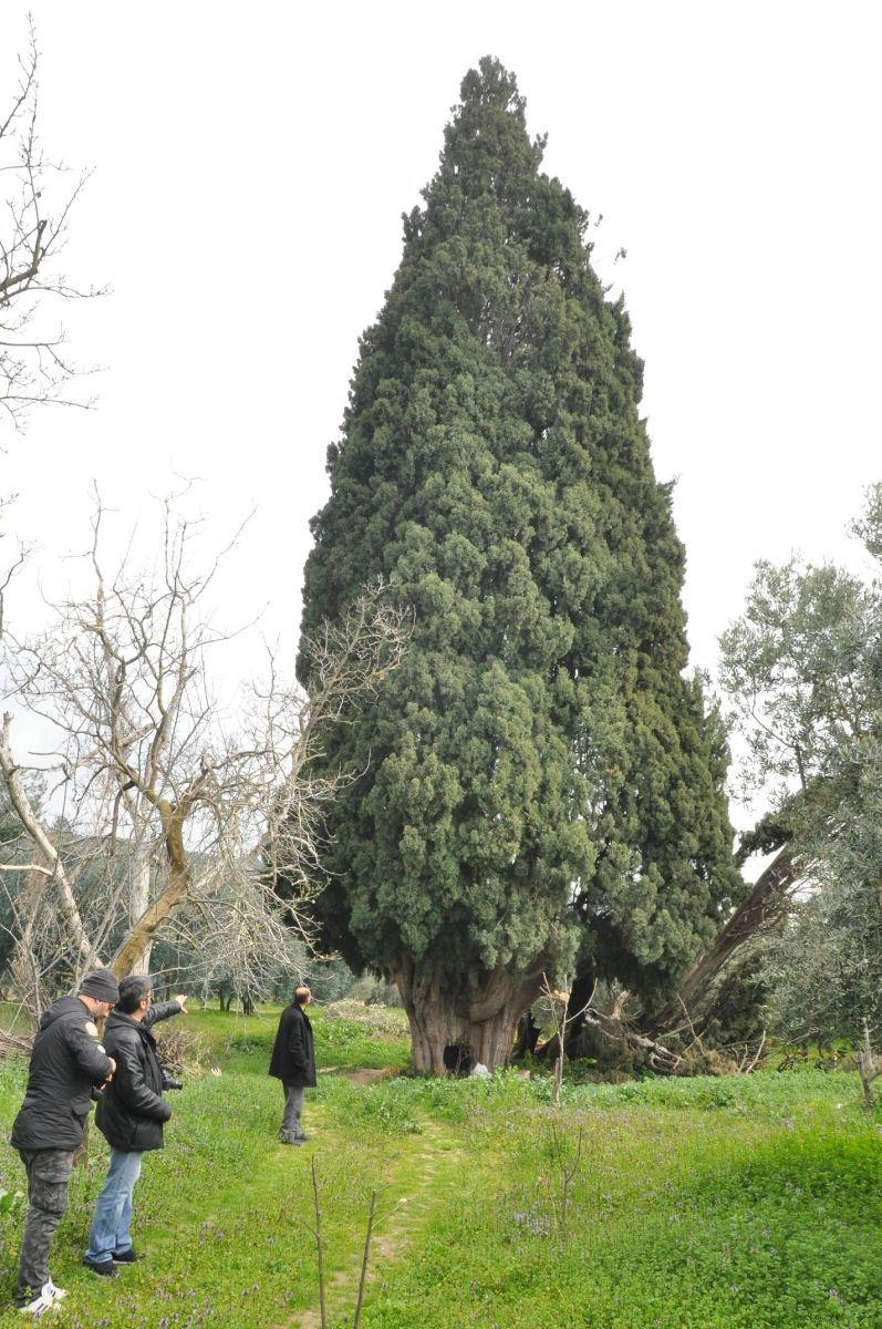 Arıları kovmak için 700 yıllık ağaçları yakıp, kestiler