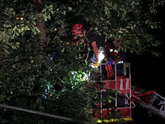 Armut toplamaya çıktığı ağaçta akıma kapılınca öldü