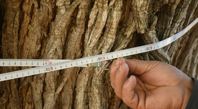 Dünyanın en yaşlı ağacı! Yaşını duyan hayret ediyor Dünyanın en yaşlı ağacı! Yaşını duyan hayret ediyor