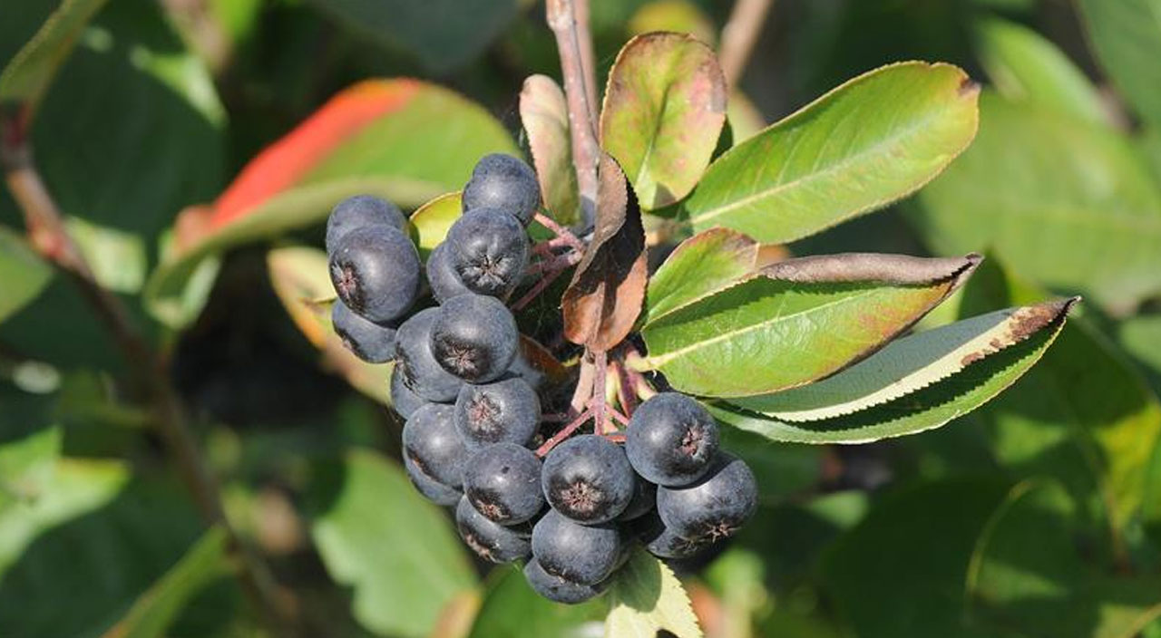 Müthiş meyve aronya kansere karşı kalkan oluyor, kalp hastalıklarına iyi geliyor
