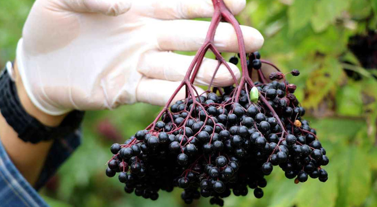 Hastalıklara karşı savunma kalkanı! Yiyen doktor yüzü görmüyor… Halk arasında ‘süper meyve’ olarak biliniyor