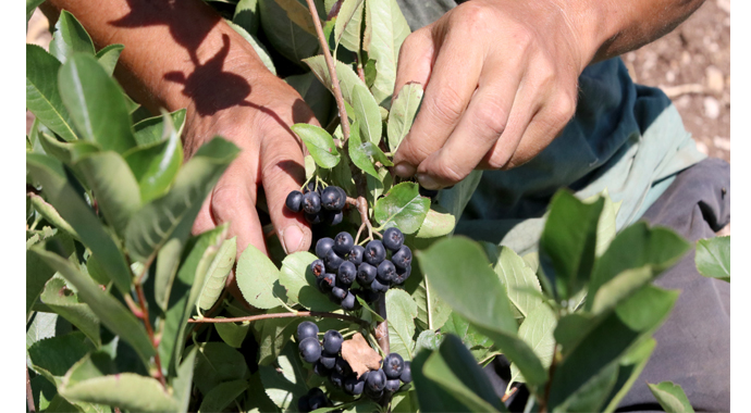 Fidanını getirdiği Avrupa'ya meyvesini ihraç edecek