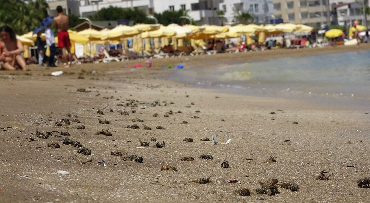Herkes müsilaj zannetti, gerçek bambaşka çıktı: Binlerce arı telef oldu