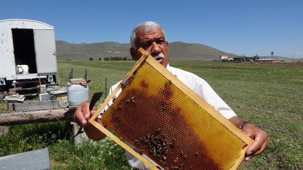 Kuraklık nedeniyle arıların geleceği tehlike altında