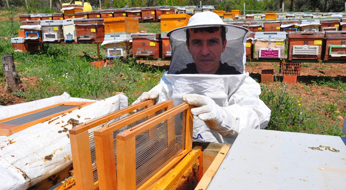 Arı zehri baldan tatlı: Gram fiyatı 400 TL