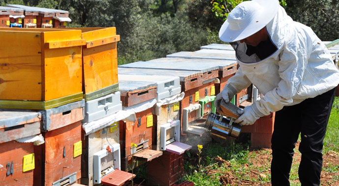 Arı zehri baldan tatlı: Gram fiyatı 400 TL