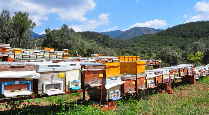 Arı zehri baldan tatlı: Gram fiyatı 400 TL