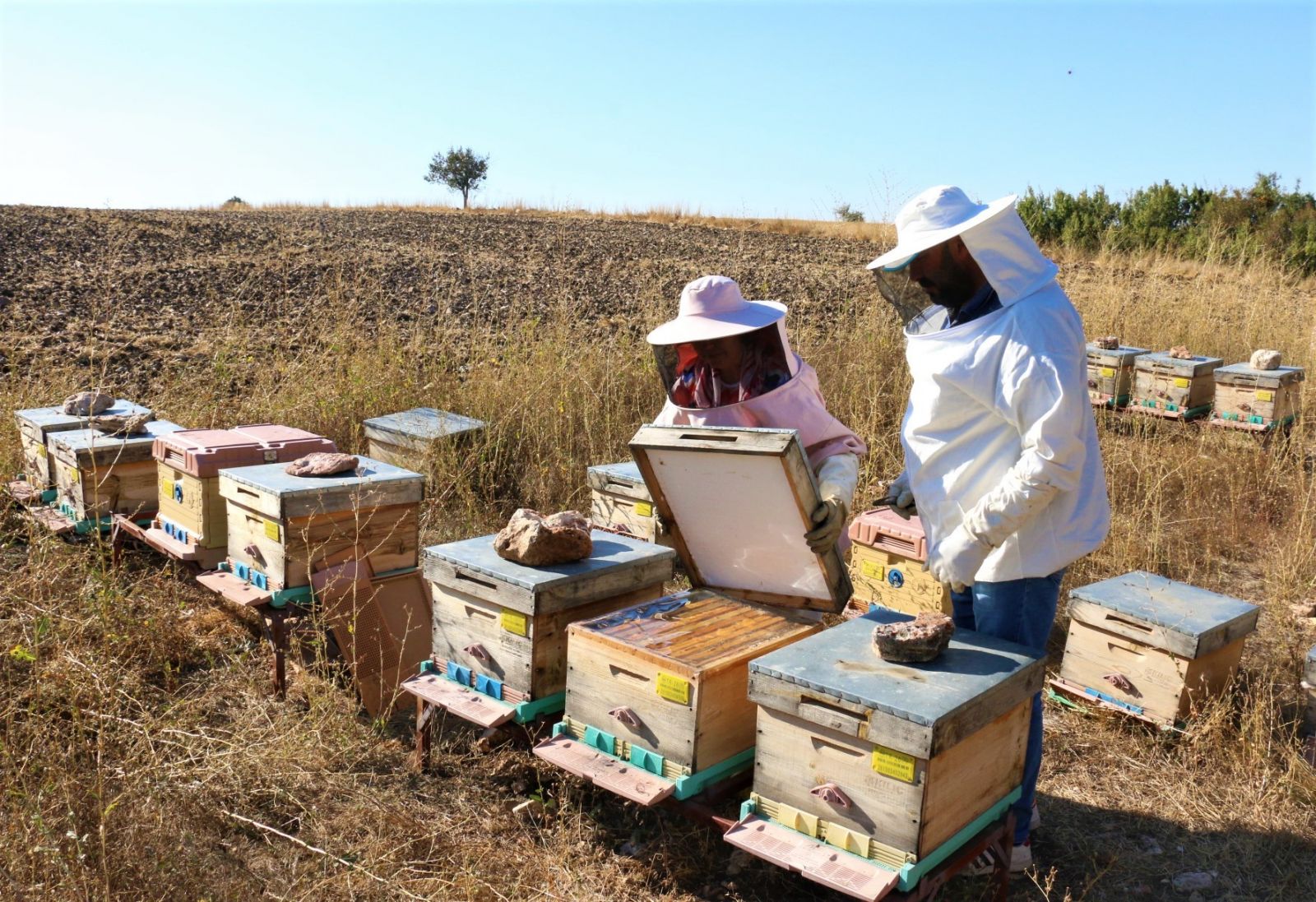 Arı fobisi işe dönüştü yılda 750 kilo bal üretiyor