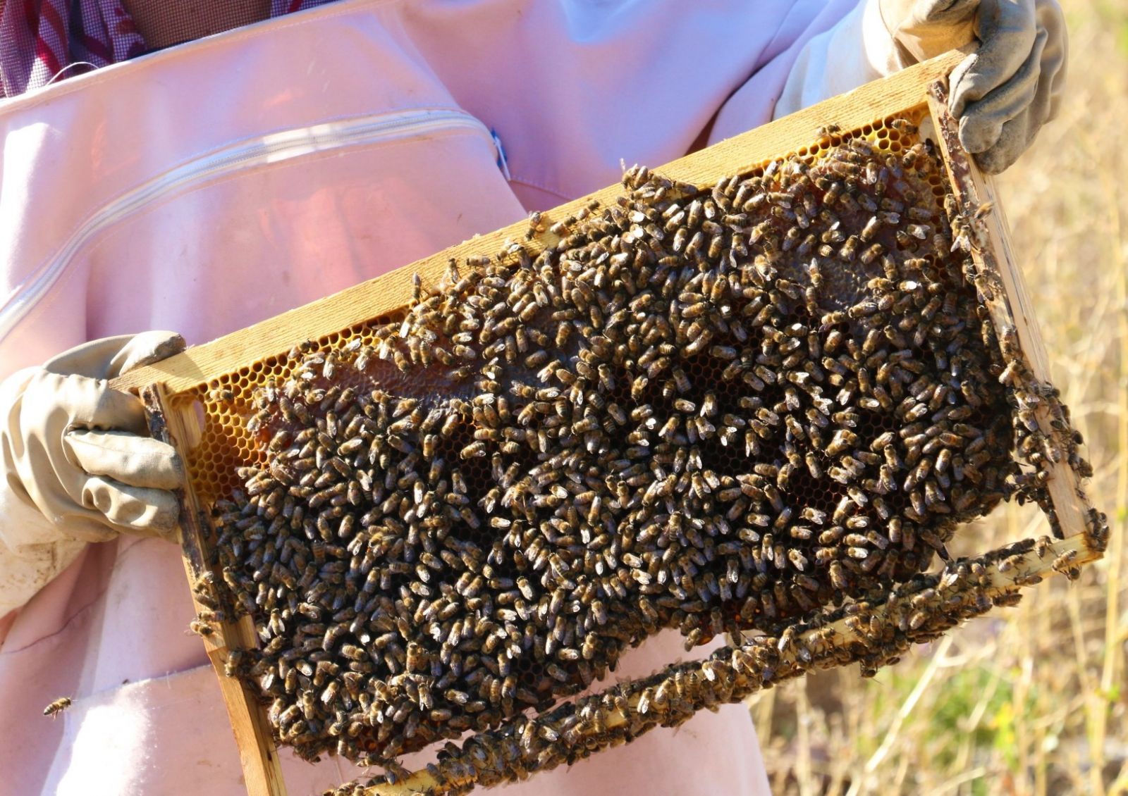 Arı fobisi işe dönüştü yılda 750 kilo bal üretiyor