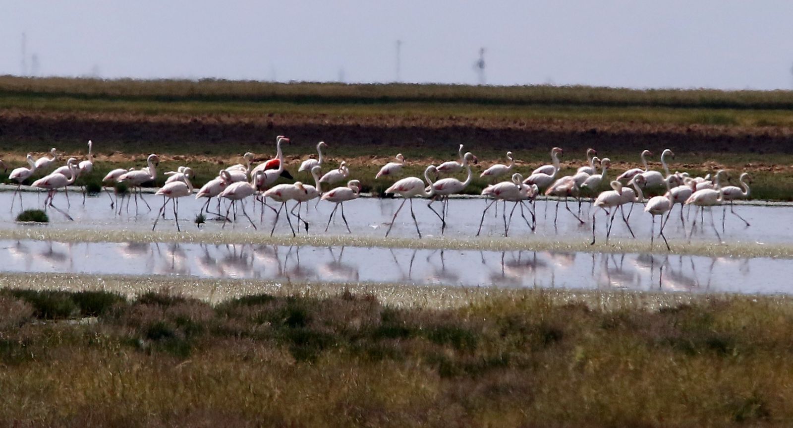 Flamingo yavrularının Tuz Gölü üzerindeki yürüyüşü başladı