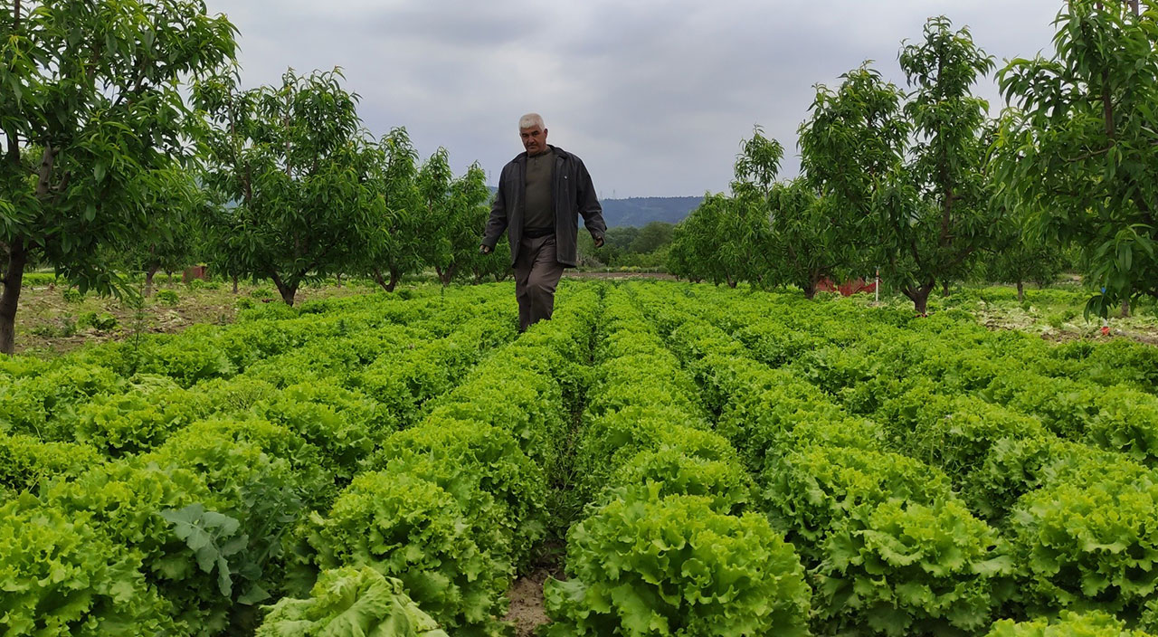 Üretici de tüketici de mağdur: Tarlada 2, tezgahta 10 lira