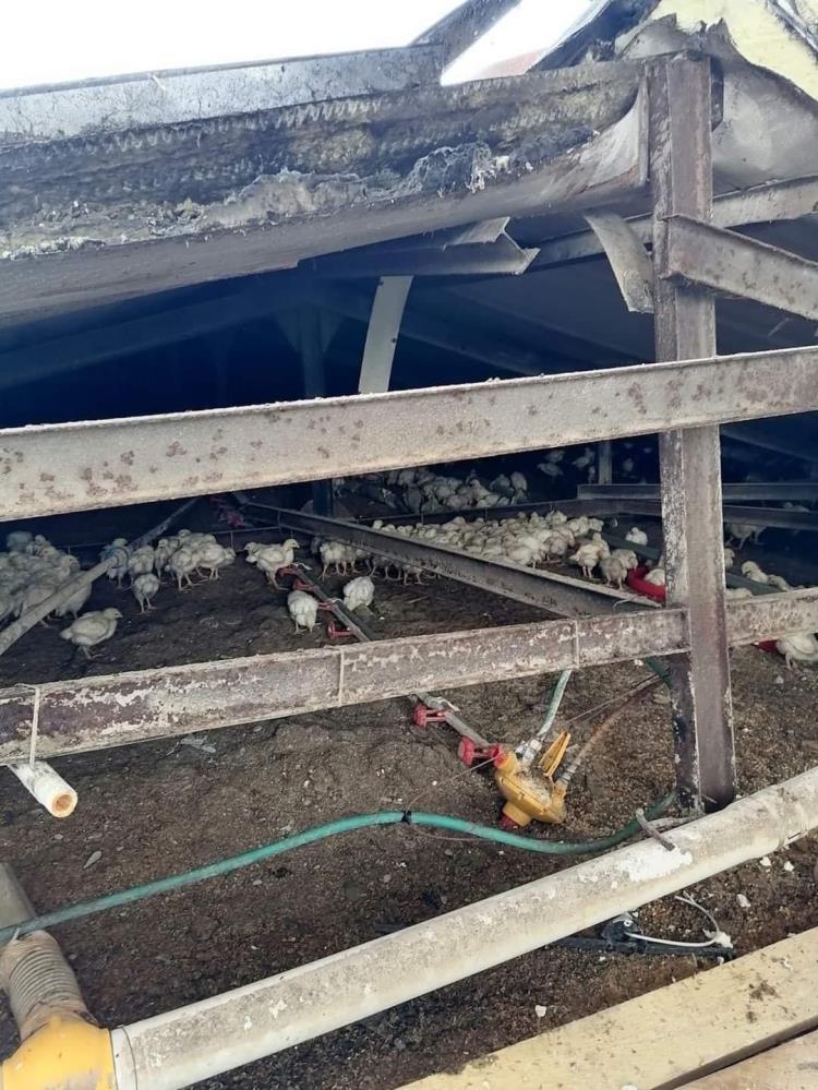 Çiftlik çatısı kara dayanamadı, 18 bin tavuk telef oldu