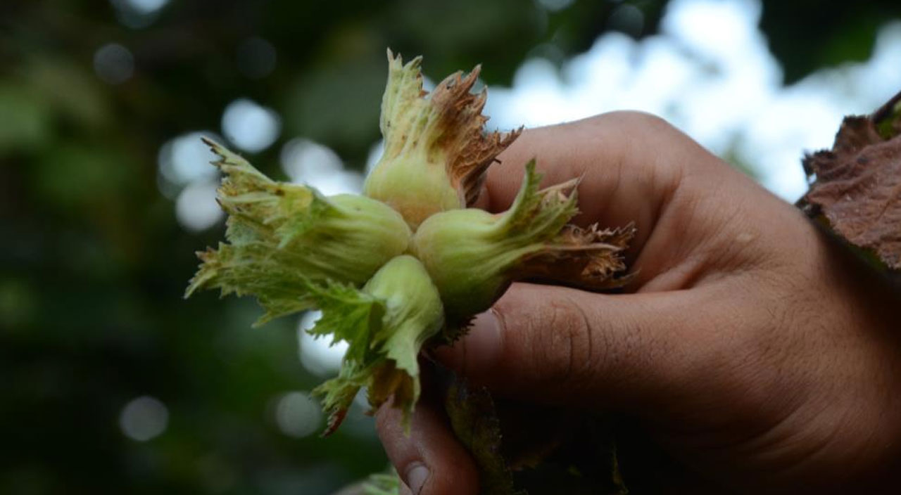 Hasadı eğlenceye dönüştürdüler: Ordu’da fındık hasadı davulla başladı