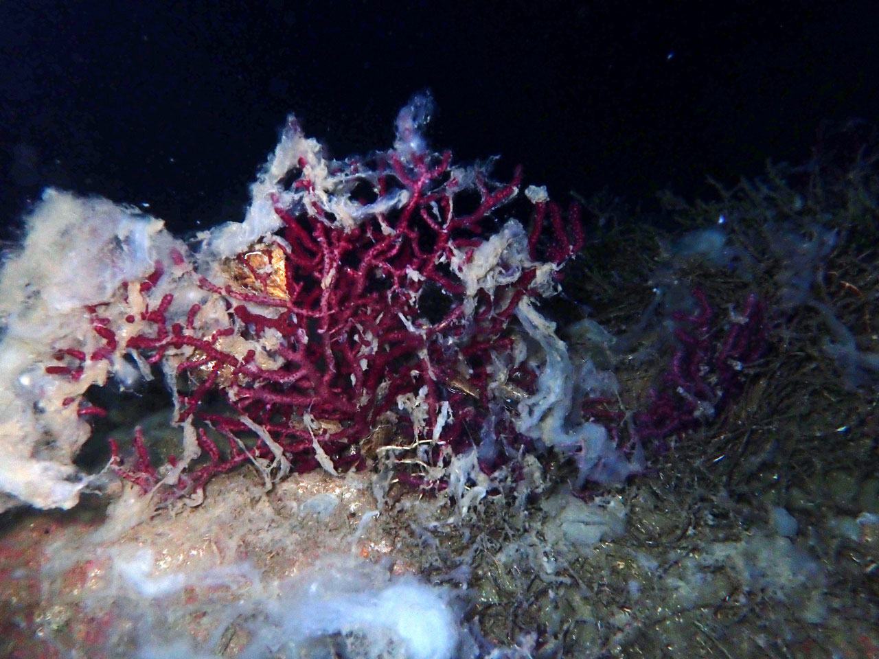 Denizin dibi müsilaja yeniliyor