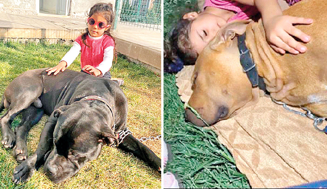 Asiye o köpeklerle böyle oynamış! Pitbull dehşetinde yeni görüntüler