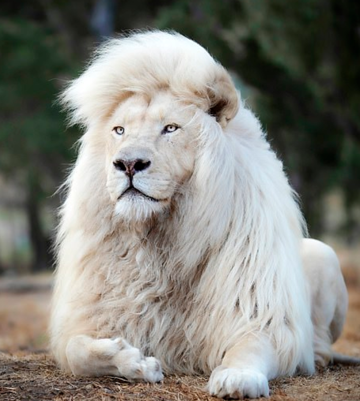 Beyaz aslan uzun yeleleriyle büyülüyor