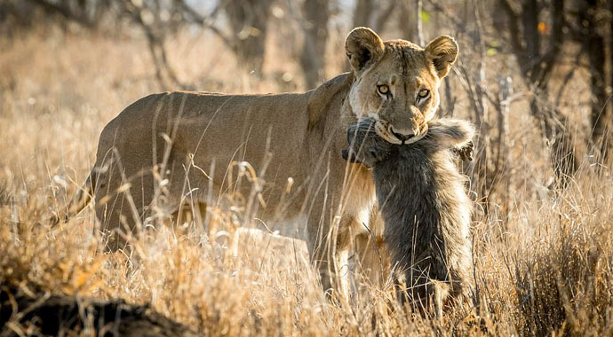 Yavru maymunun son çığlıkları fayda etmedi