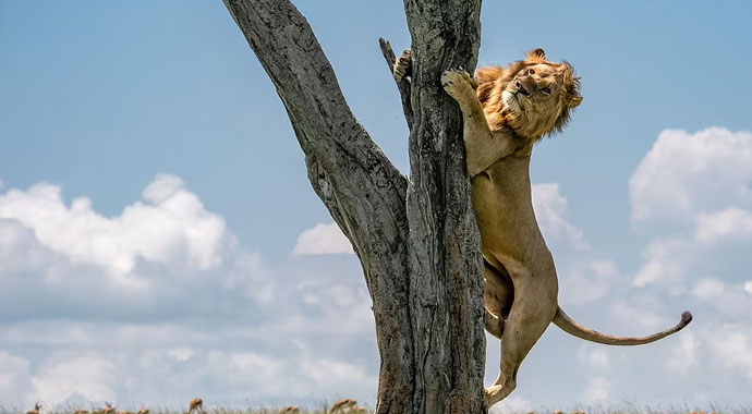 Ormanların kralı, bufalo sürüsünü görünce ağaca tırmandı