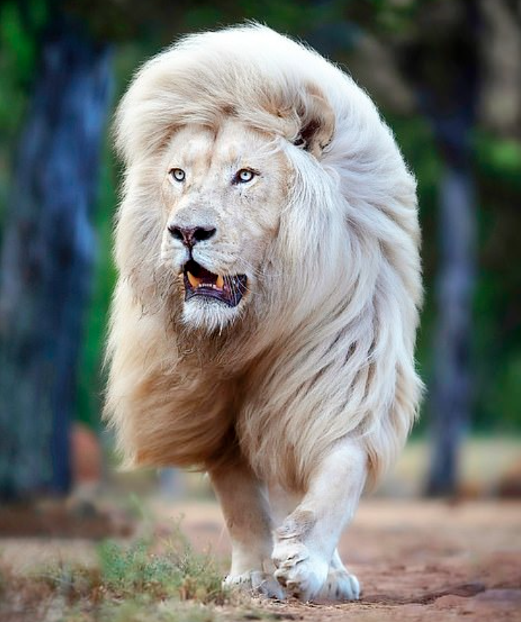 Beyaz aslan uzun yeleleriyle büyülüyor