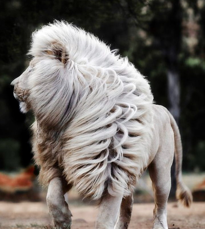 Beyaz aslan uzun yeleleriyle büyülüyor