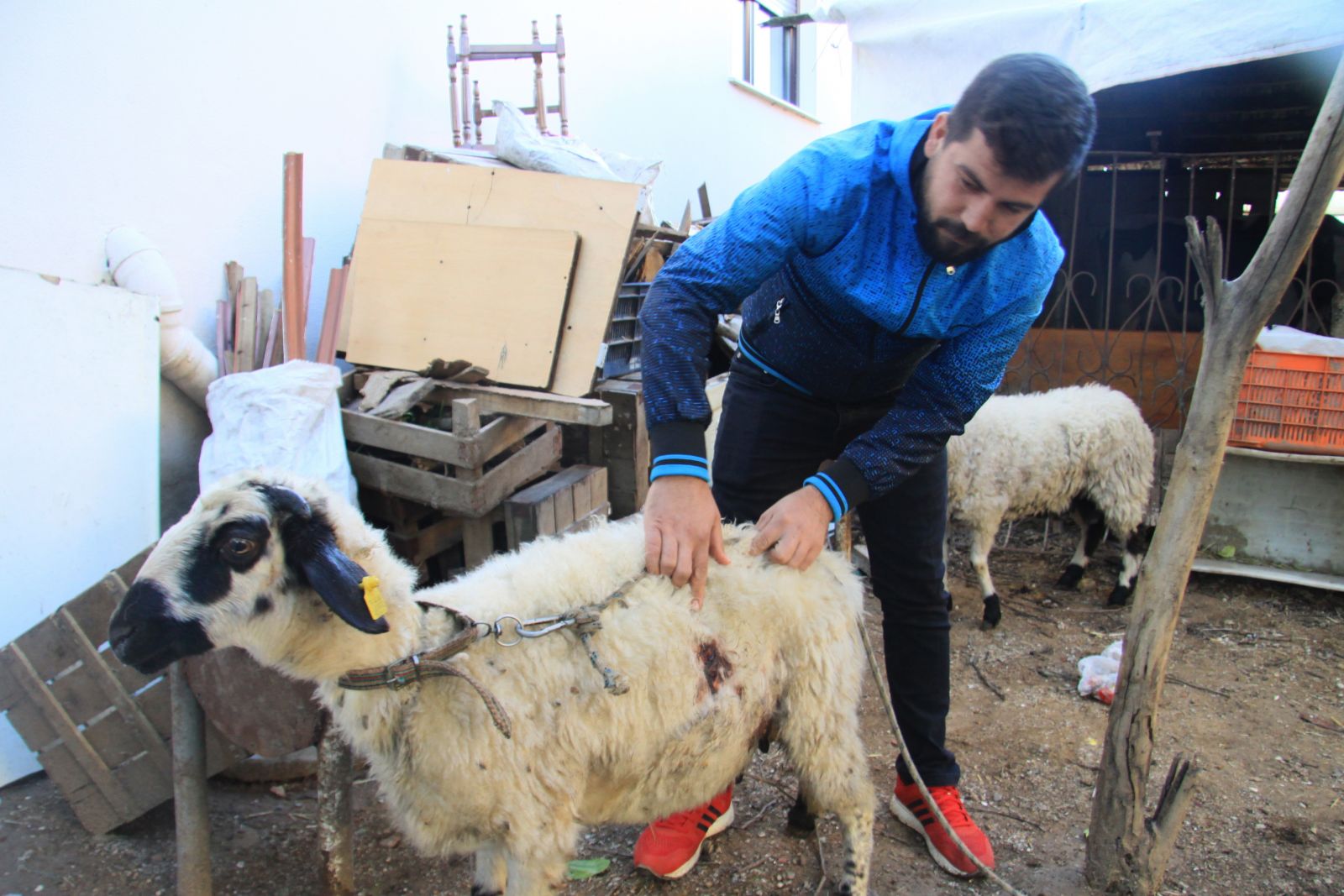 Antalya’da esrarengiz koyun katliamları dikkat çekti!