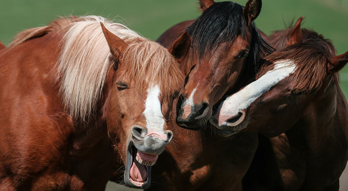 Hayvanlar komiklikte yarıştı, ödülü insanlar kazandı