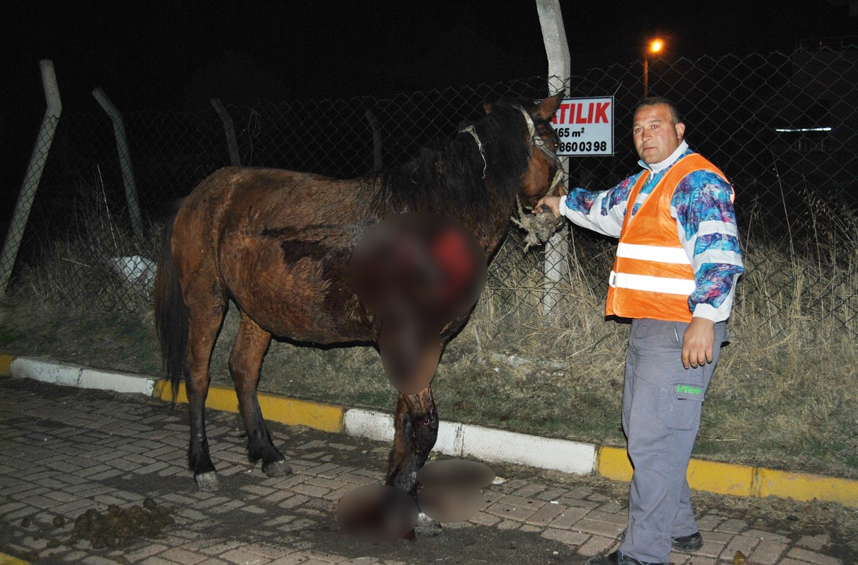 Tekirdağ'da otomobille at arabası çarpıştı: 2 yaralı