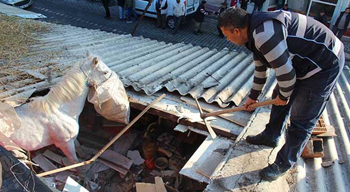 Balıkesir'de balıkçının çatısına at düştü