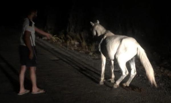 Ön ayakları bağlı olan at kurtarıldı