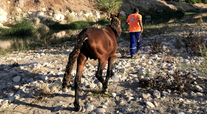 Ölüme terk edilen atları, hayvan polisi kurtardı
