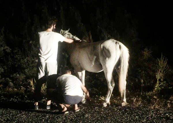 Ön ayakları bağlı olan at kurtarıldı