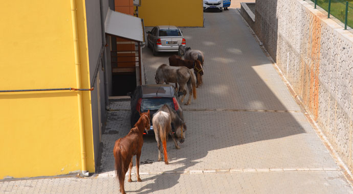 Firari atlar trafiği birbirine kattı