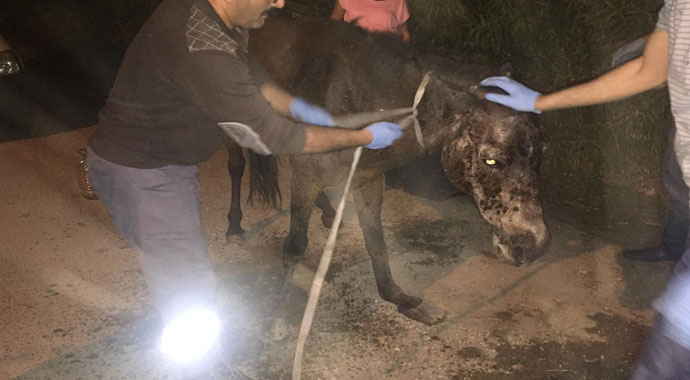 İzmir'de vicdansızlık: Hamile ata çarpıp kaçtılar