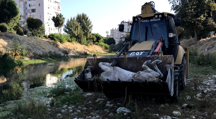 Ölüme terk edilen atları, hayvan polisi kurtardı